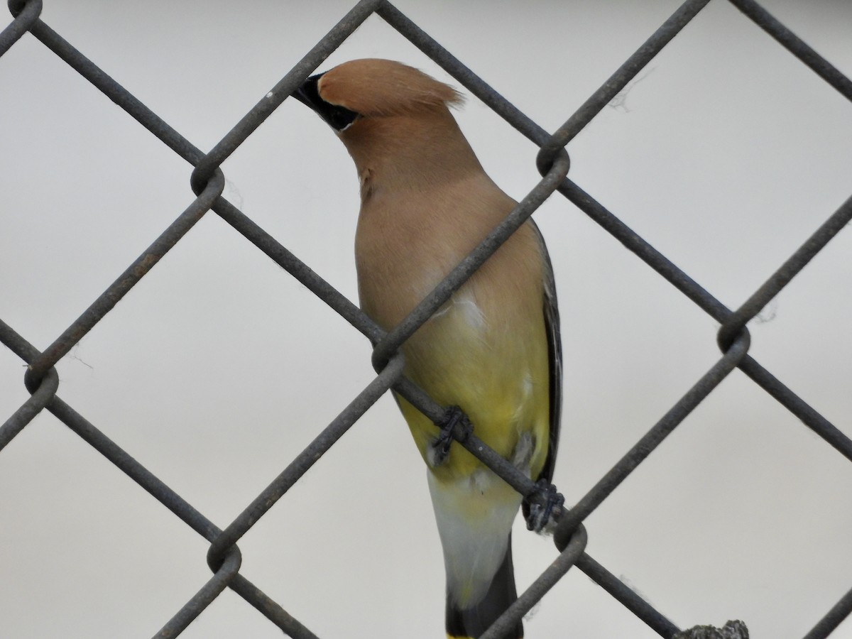 Cedar Waxwing - ML620592011