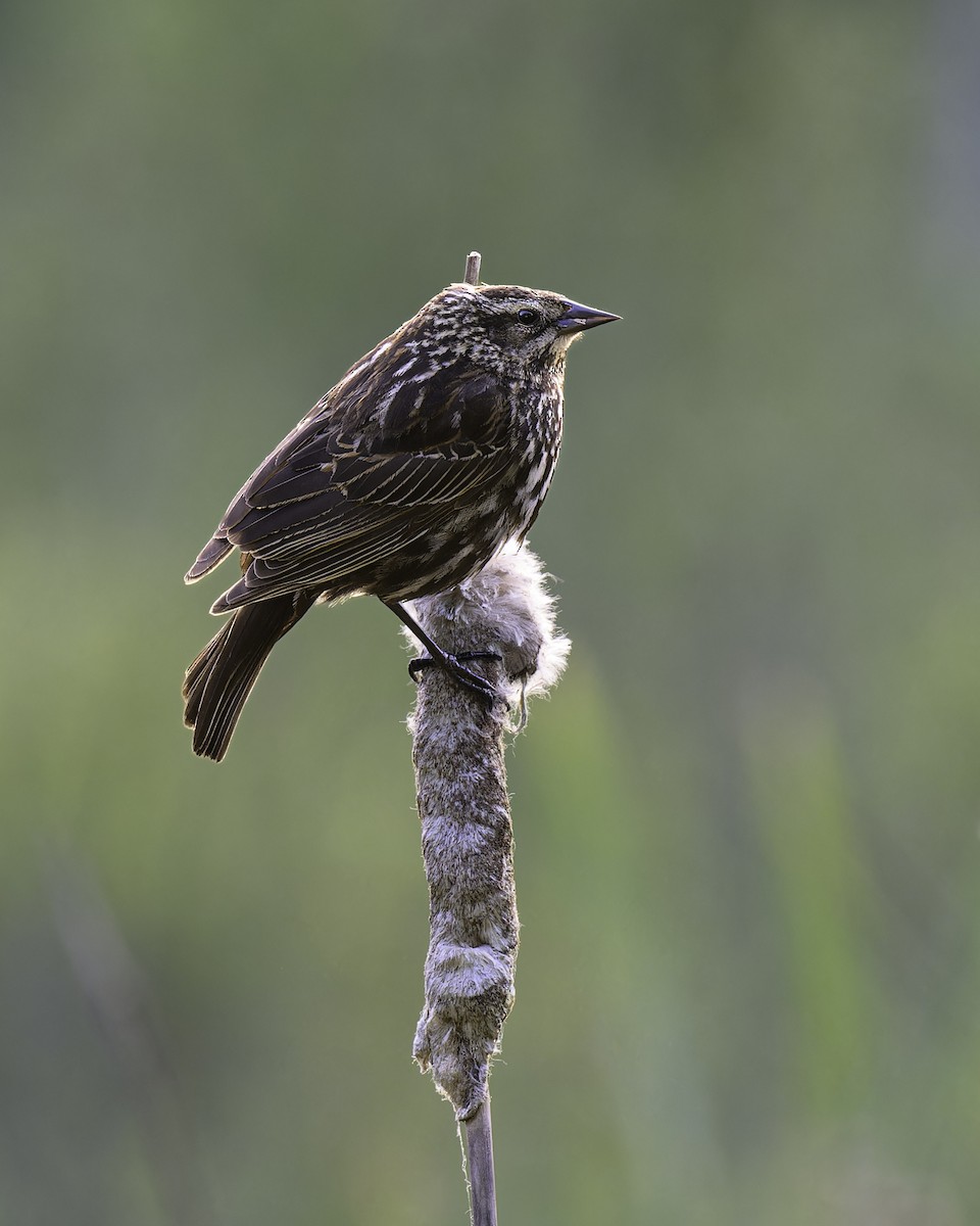 Red-winged Blackbird - ML620592012