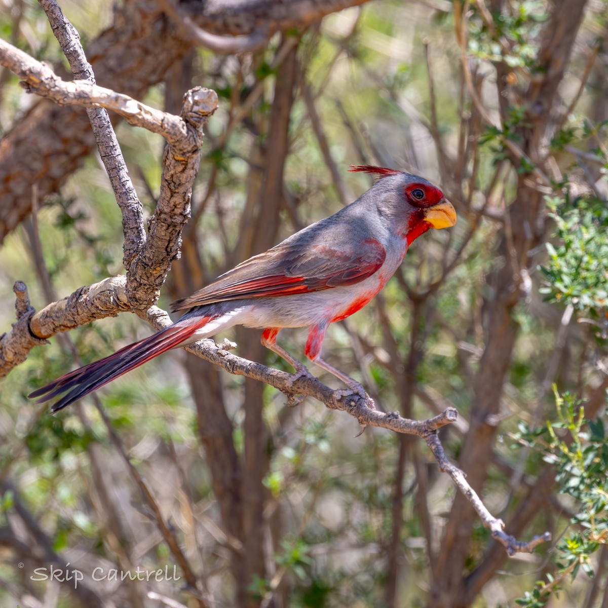 Cardinal pyrrhuloxia - ML620592013