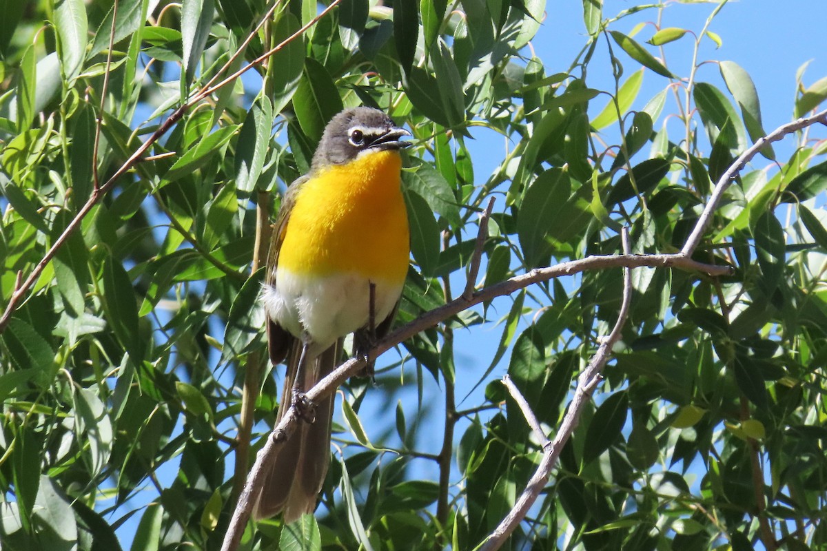 Yellow-breasted Chat - ML620592023