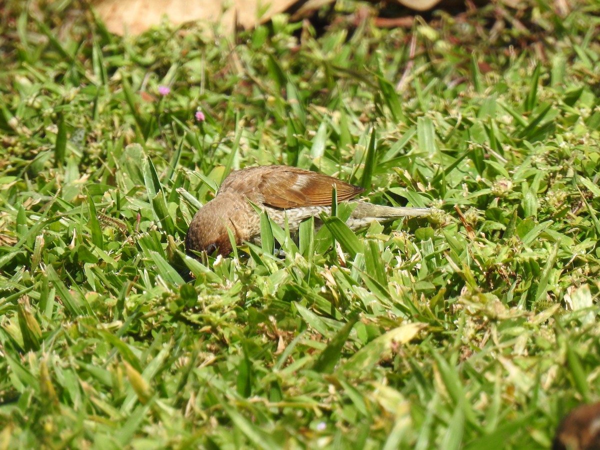 Scaly-breasted Munia - ML620592025