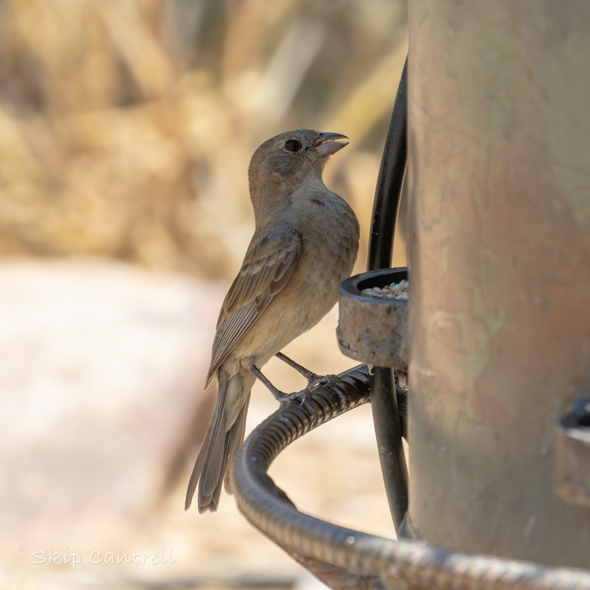 Varied Bunting - ML620592028