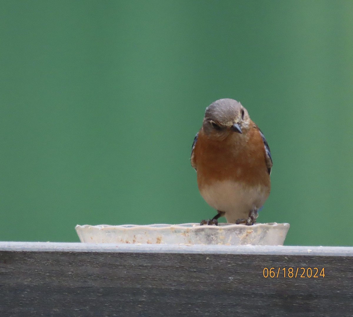 Eastern Bluebird - ML620592035