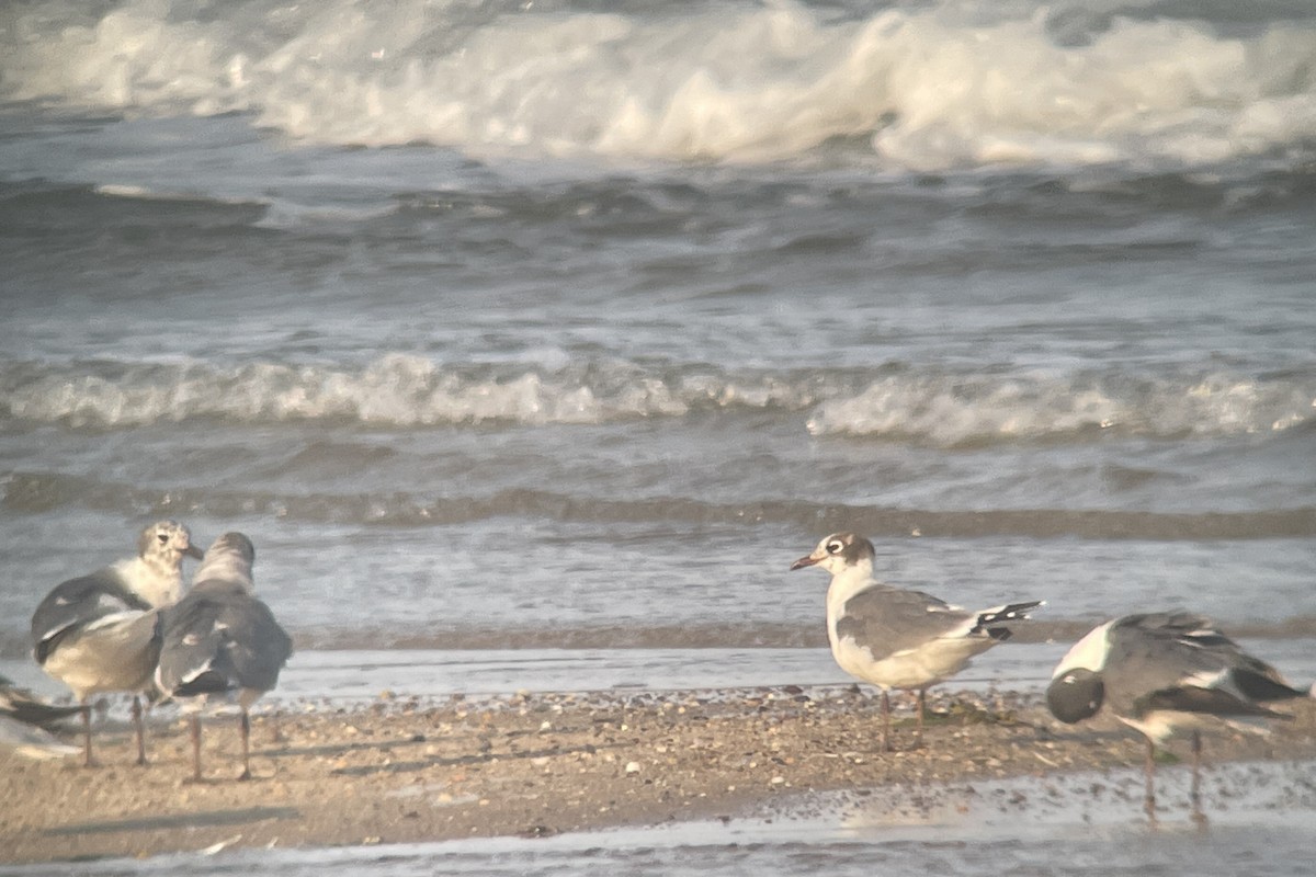 Franklin's Gull - ML620592038