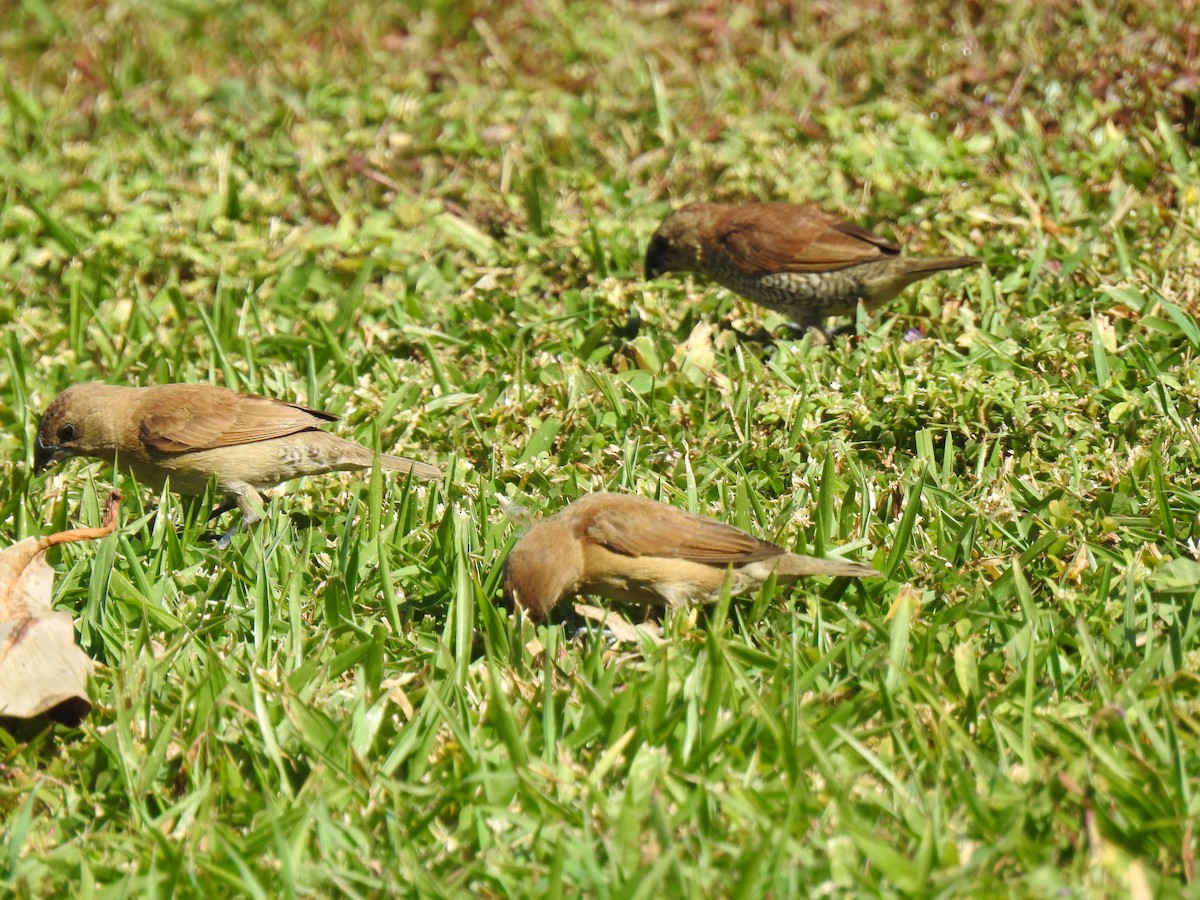 Scaly-breasted Munia - ML620592040