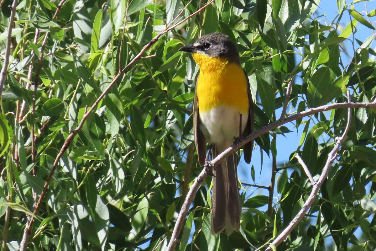 Yellow-breasted Chat - ML620592041