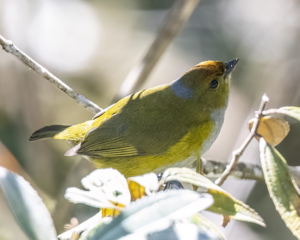 Tawny-capped Euphonia - Kathy Hicks