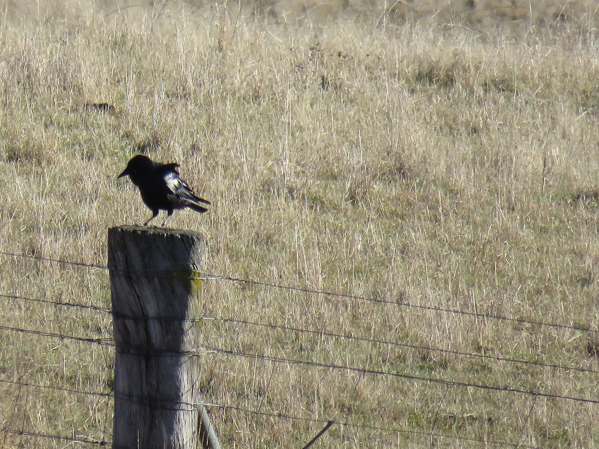 Corbeau d'Australie - ML620592043