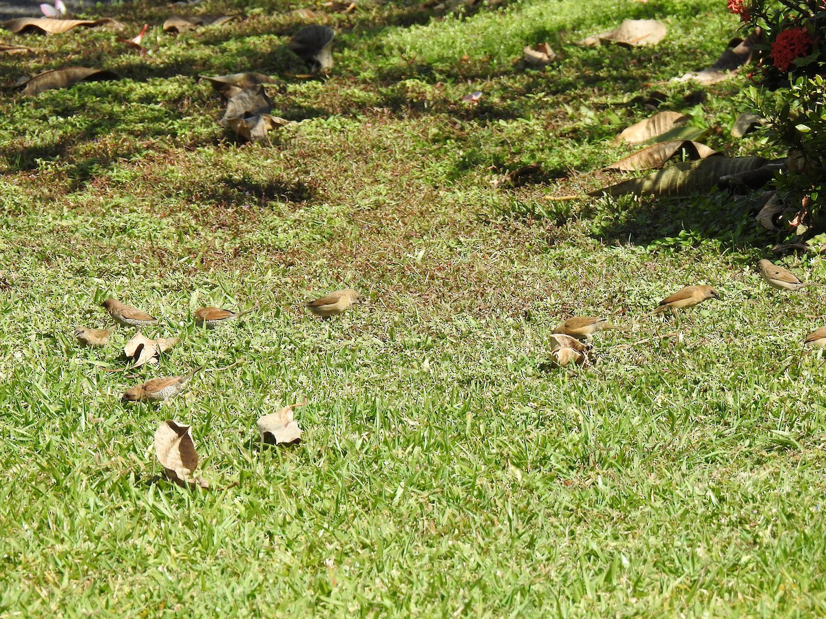 Scaly-breasted Munia - ML620592044