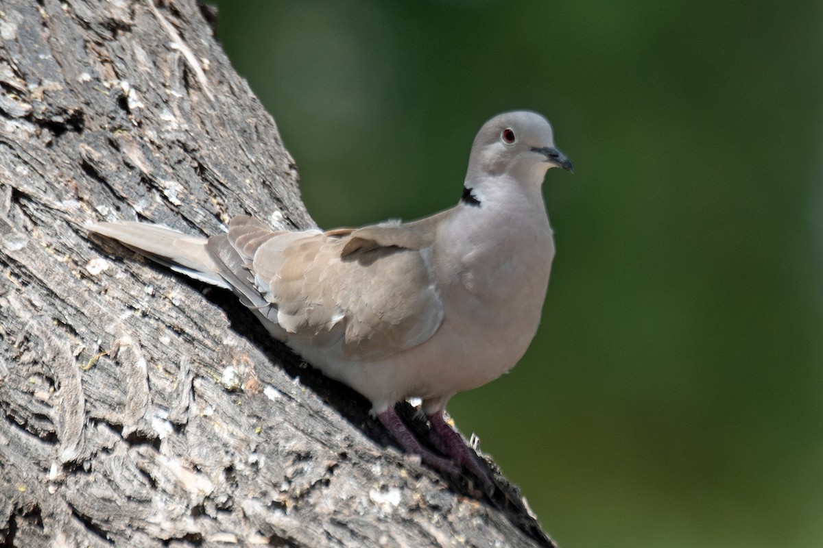 Eurasian Collared-Dove - ML620592045