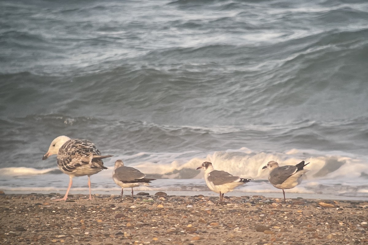 Franklin's Gull - ML620592051