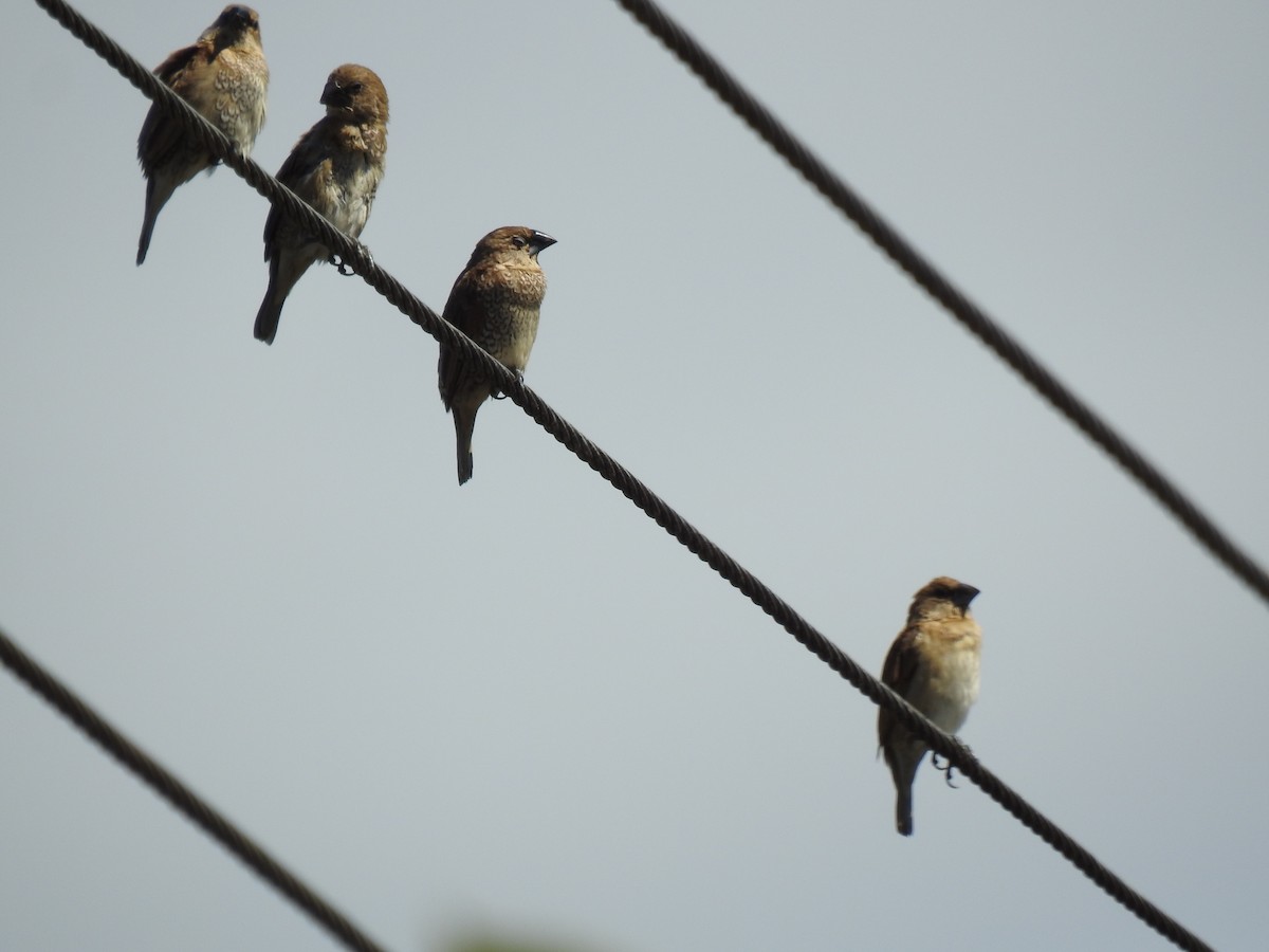 Scaly-breasted Munia - ML620592054