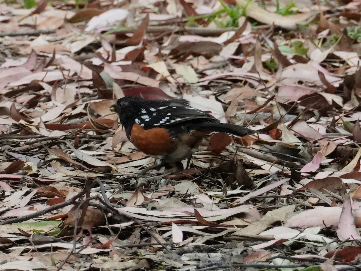 Spotted Towhee - ML620592055