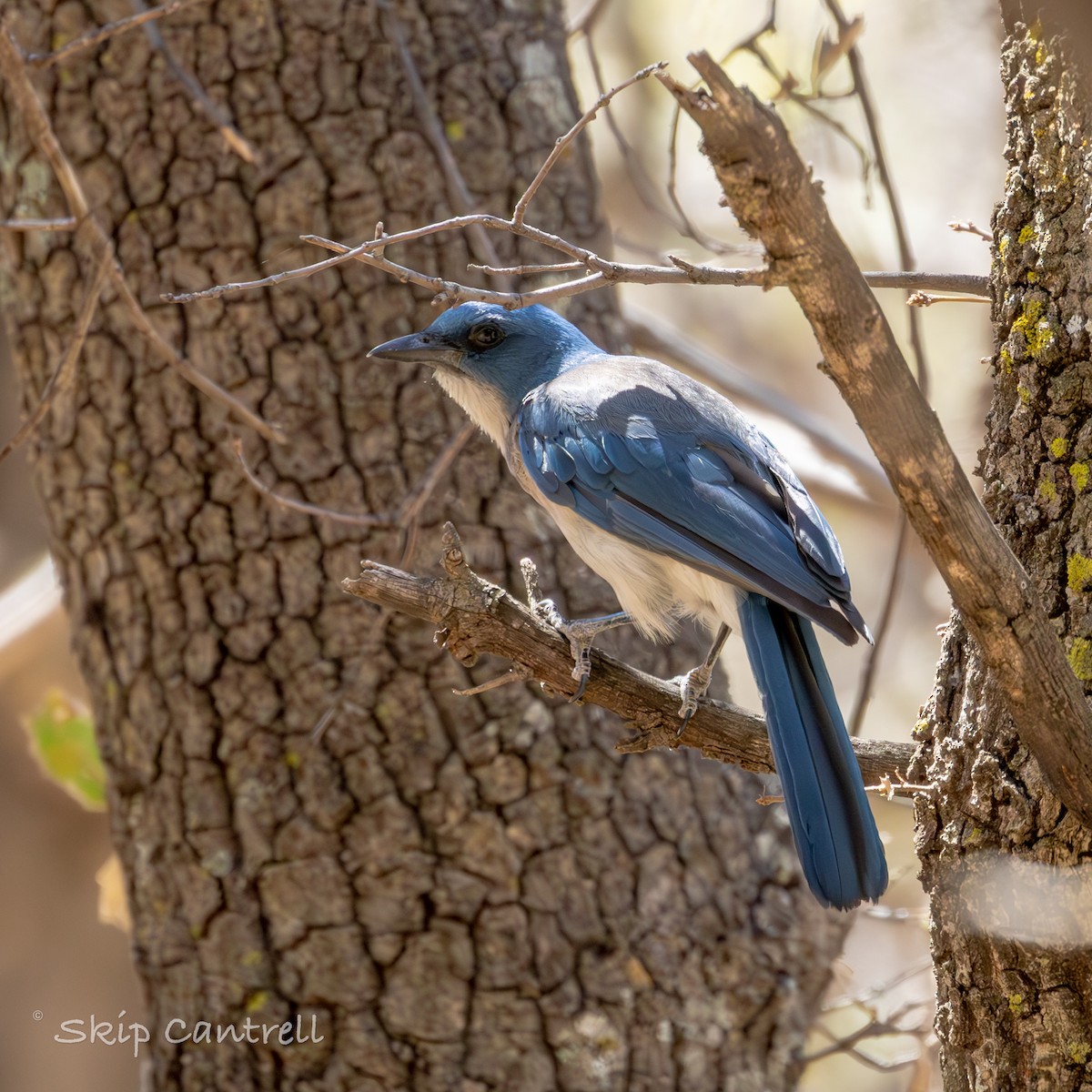 Mexican Jay - ML620592056