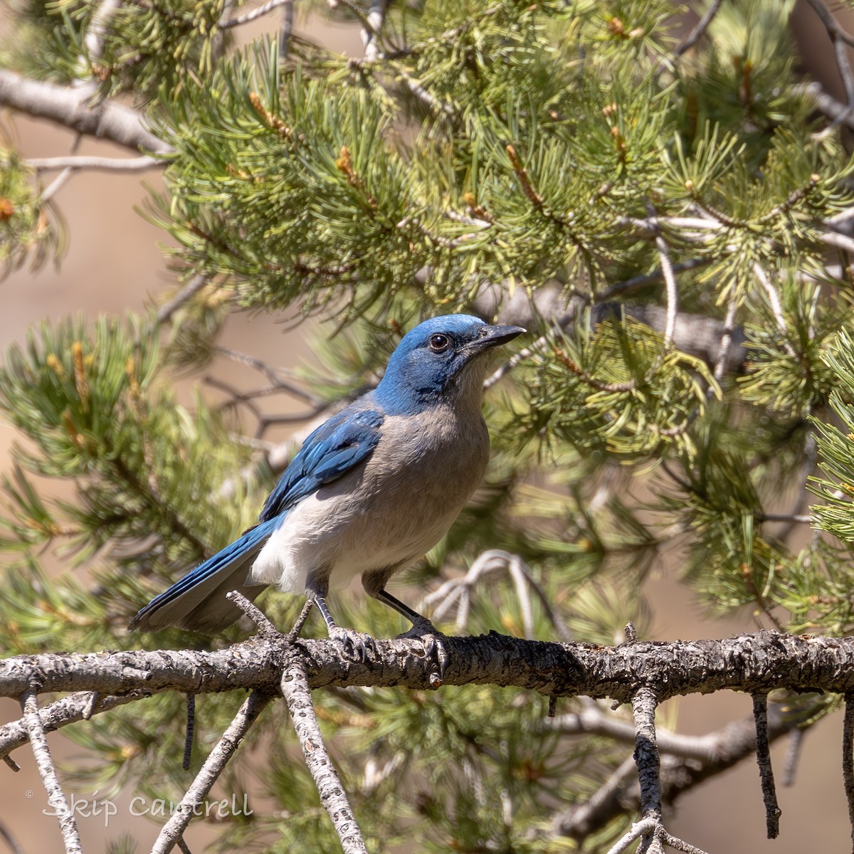 Mexican Jay - ML620592057