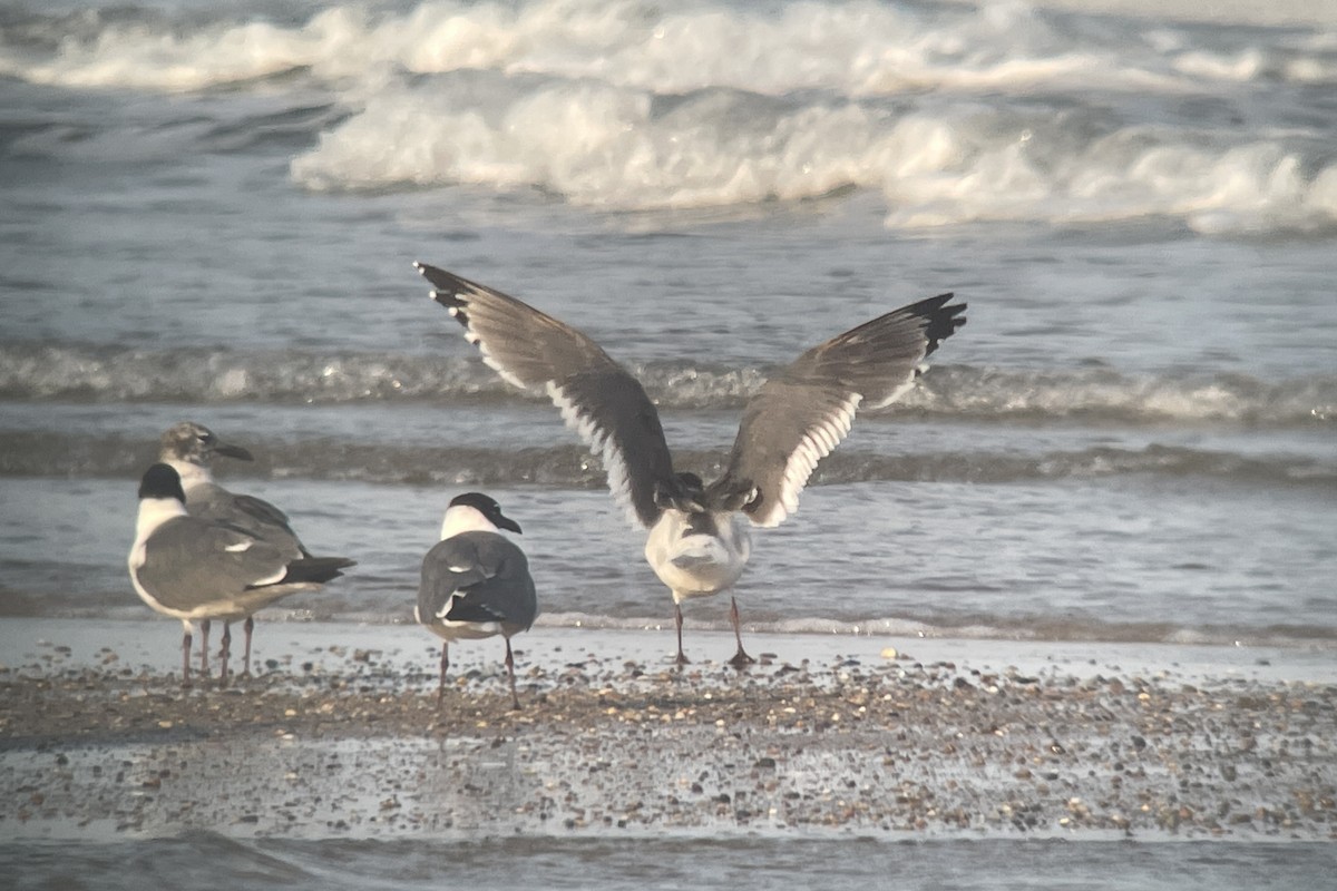 Franklin's Gull - ML620592059