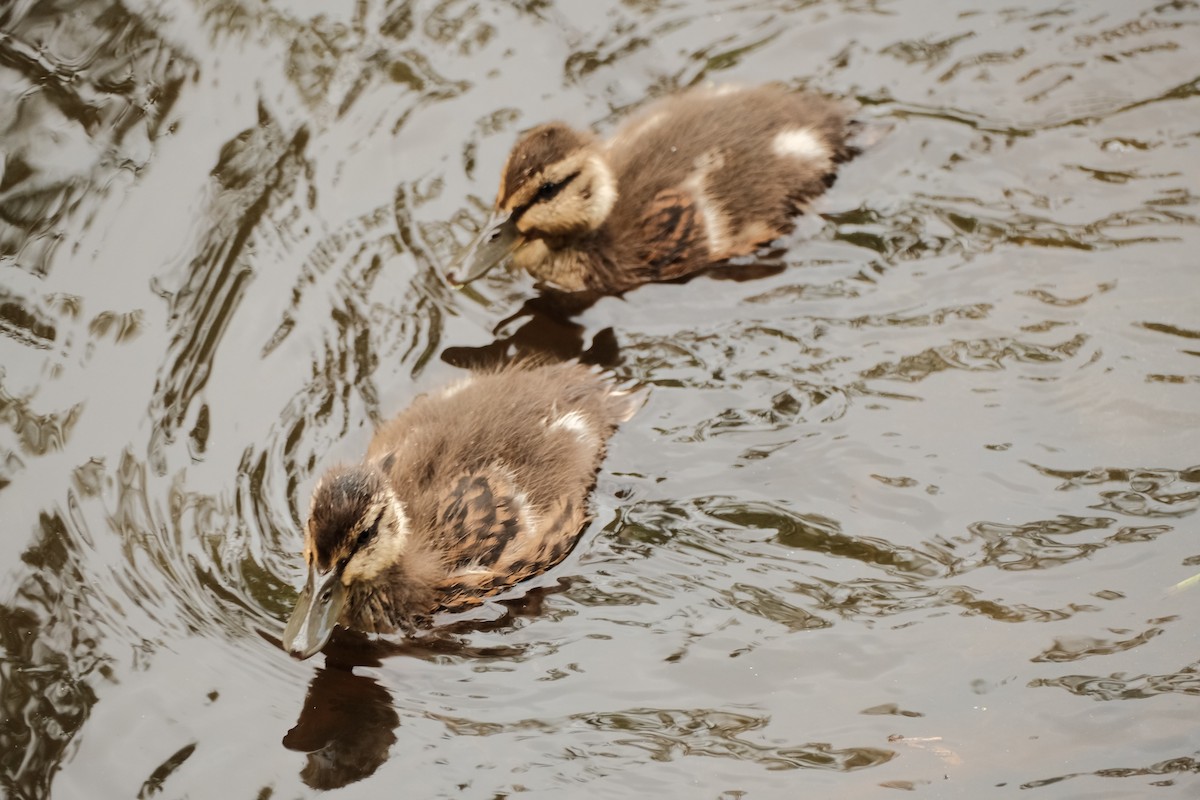 Canard colvert - ML620592061