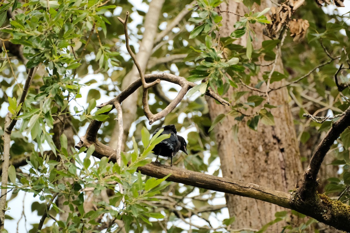 American Crow - ML620592067