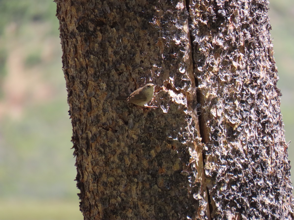 House Wren - ML620592070