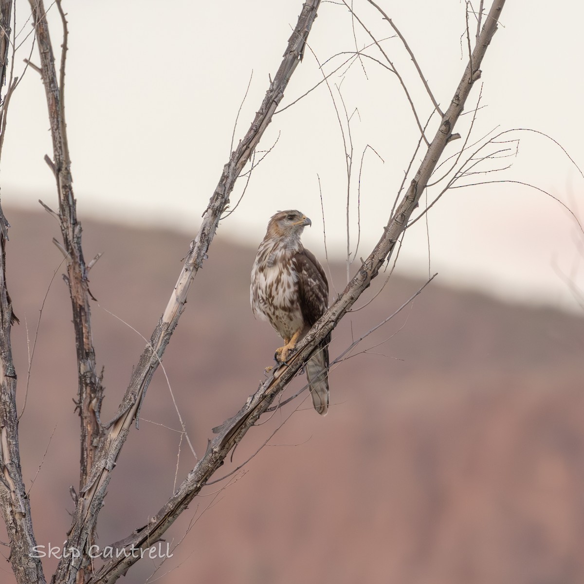 Gray Hawk - Skip Cantrell