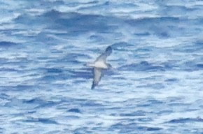 Cory's Shearwater - Brandon Corry