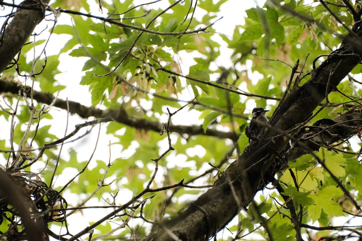 Downy Woodpecker - ML620592077