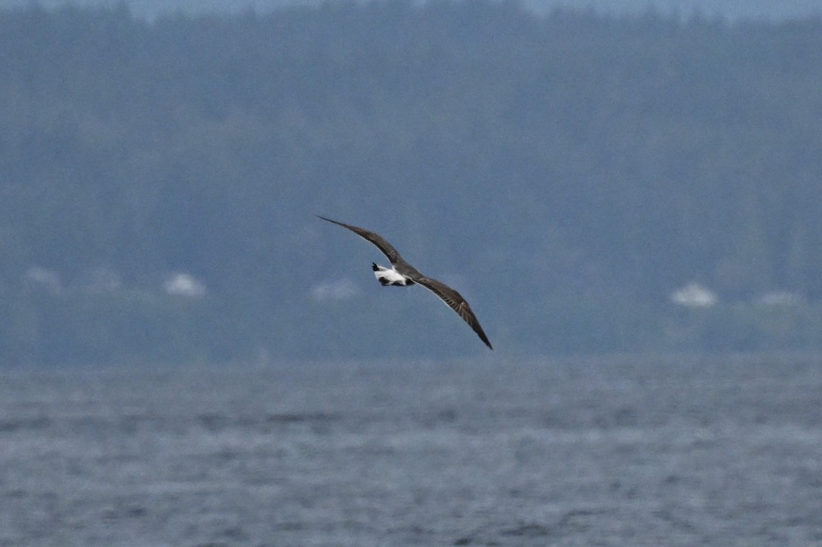 Lesser Black-backed Gull - ML620592080