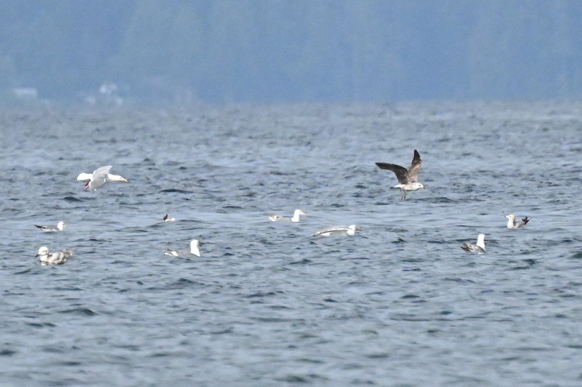 Lesser Black-backed Gull - ML620592081