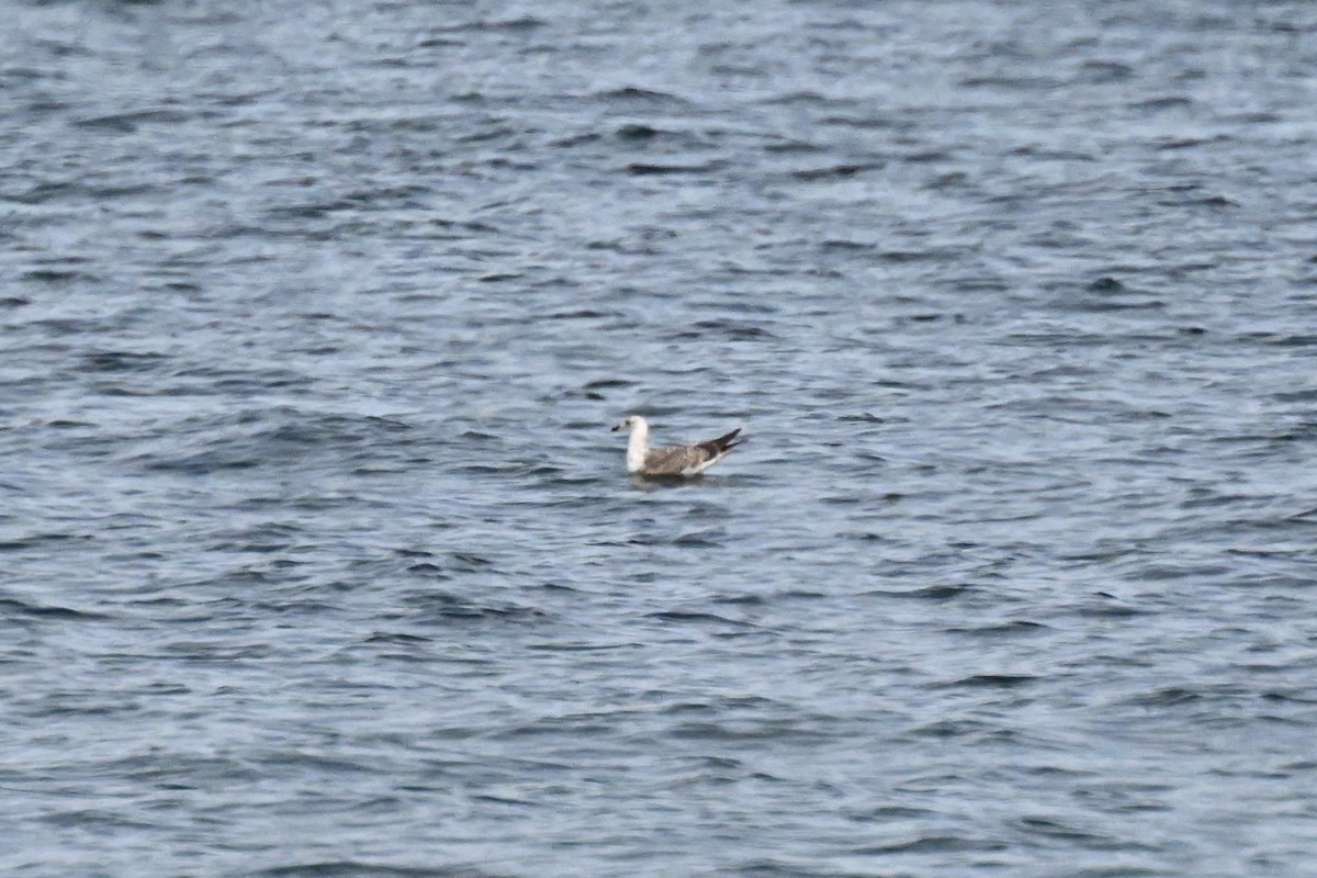 Lesser Black-backed Gull - ML620592083