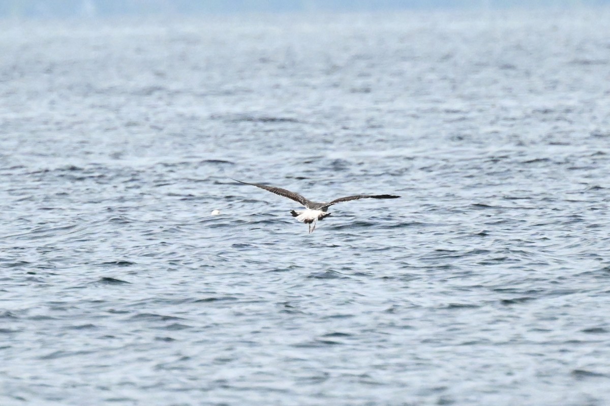 Lesser Black-backed Gull - ML620592084