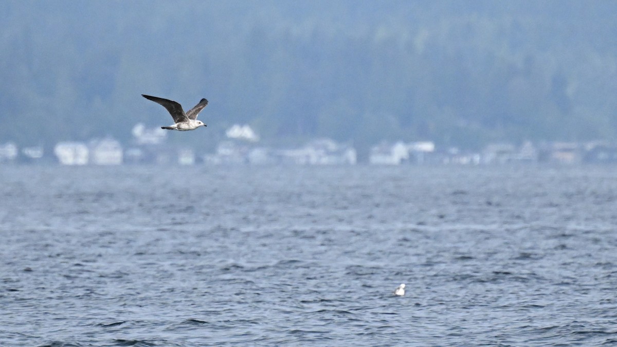 Lesser Black-backed Gull - ML620592085