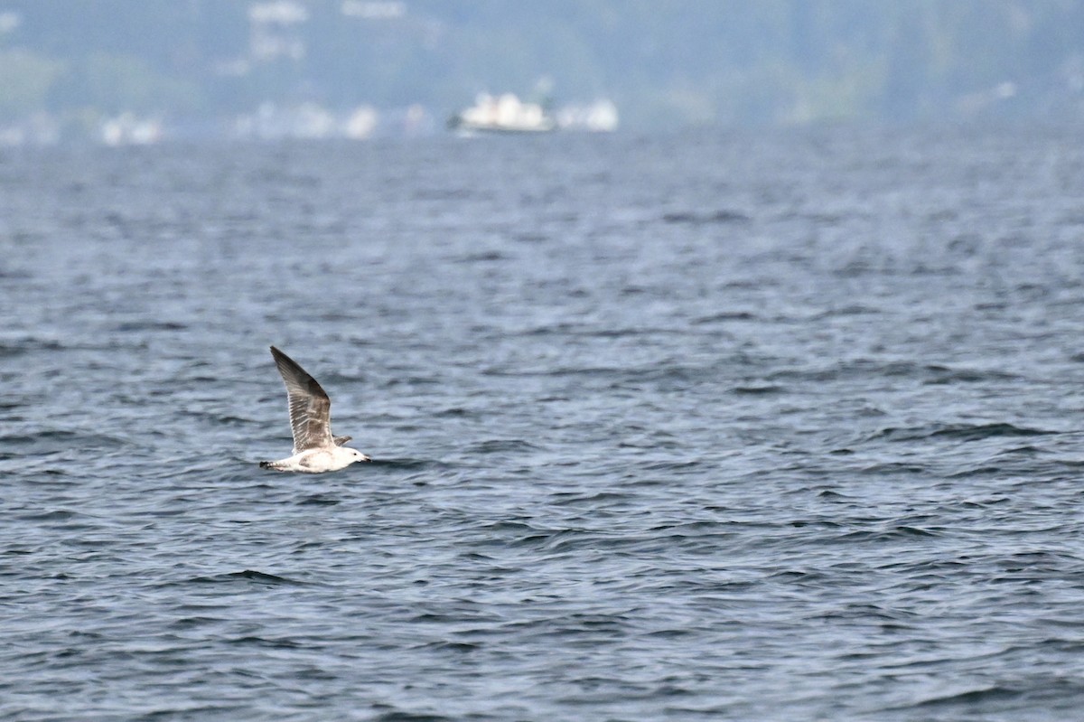 Lesser Black-backed Gull - ML620592086