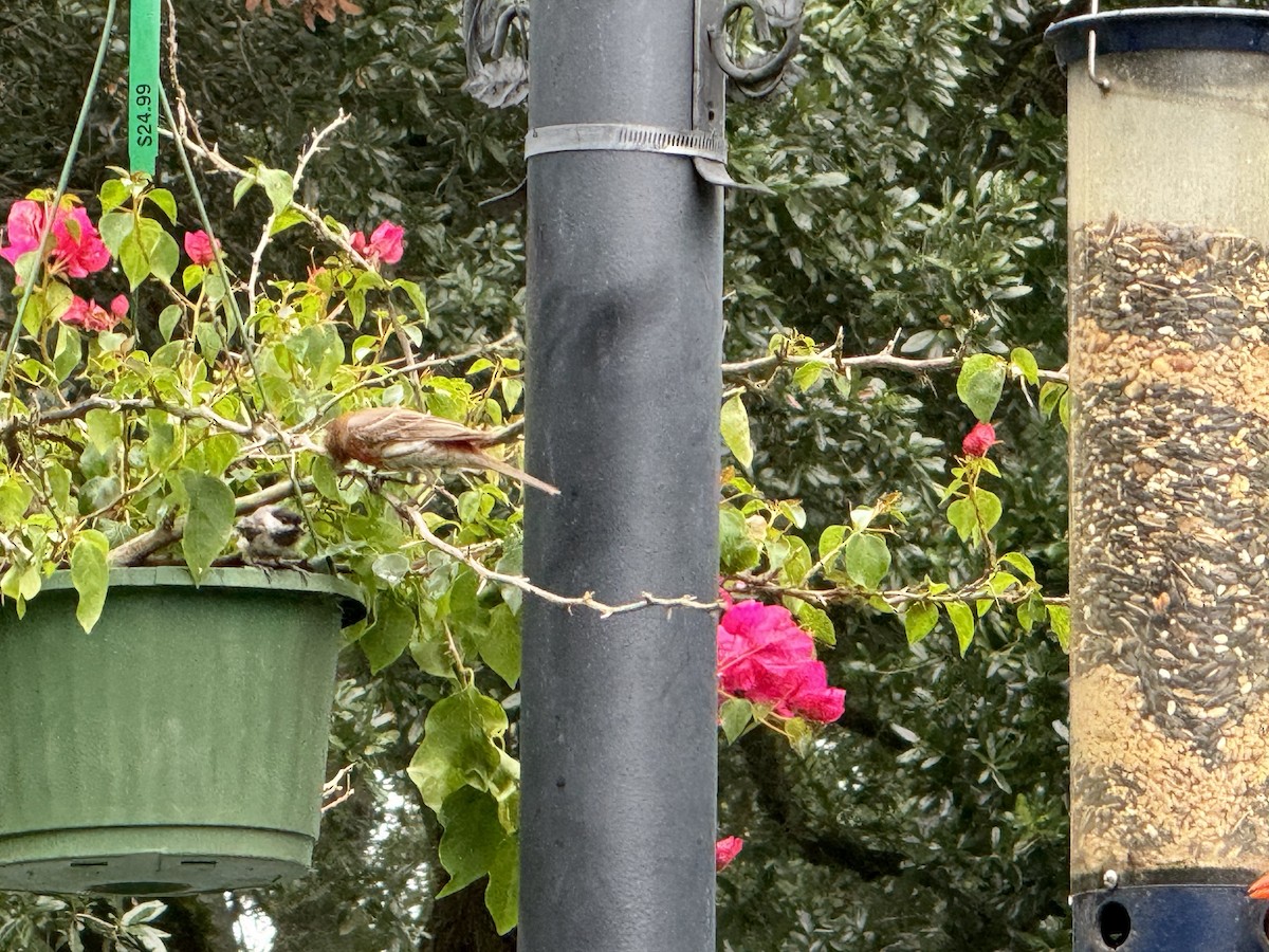 House Finch - ML620592089