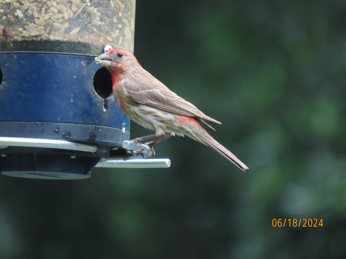 House Finch - ML620592092