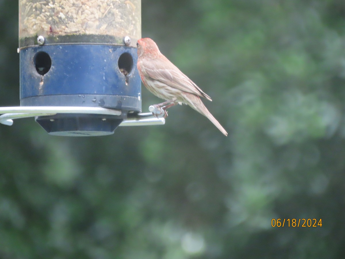 House Finch - ML620592093