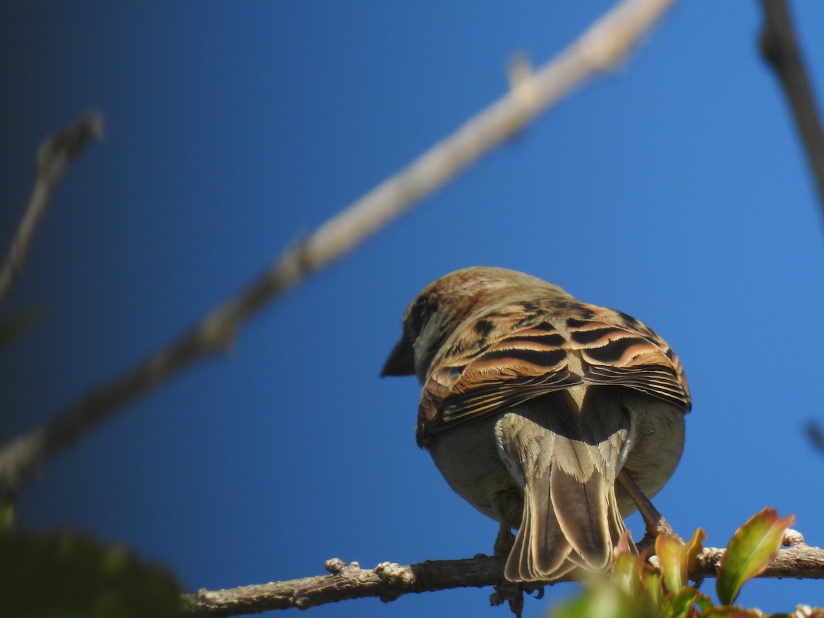 Moineau domestique - ML620592096