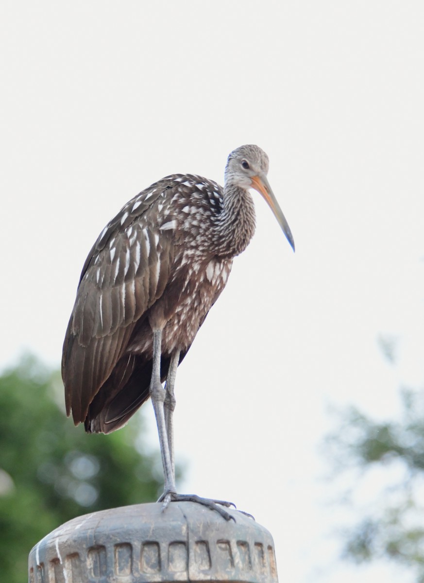 Limpkin (Speckled) - ML620592097