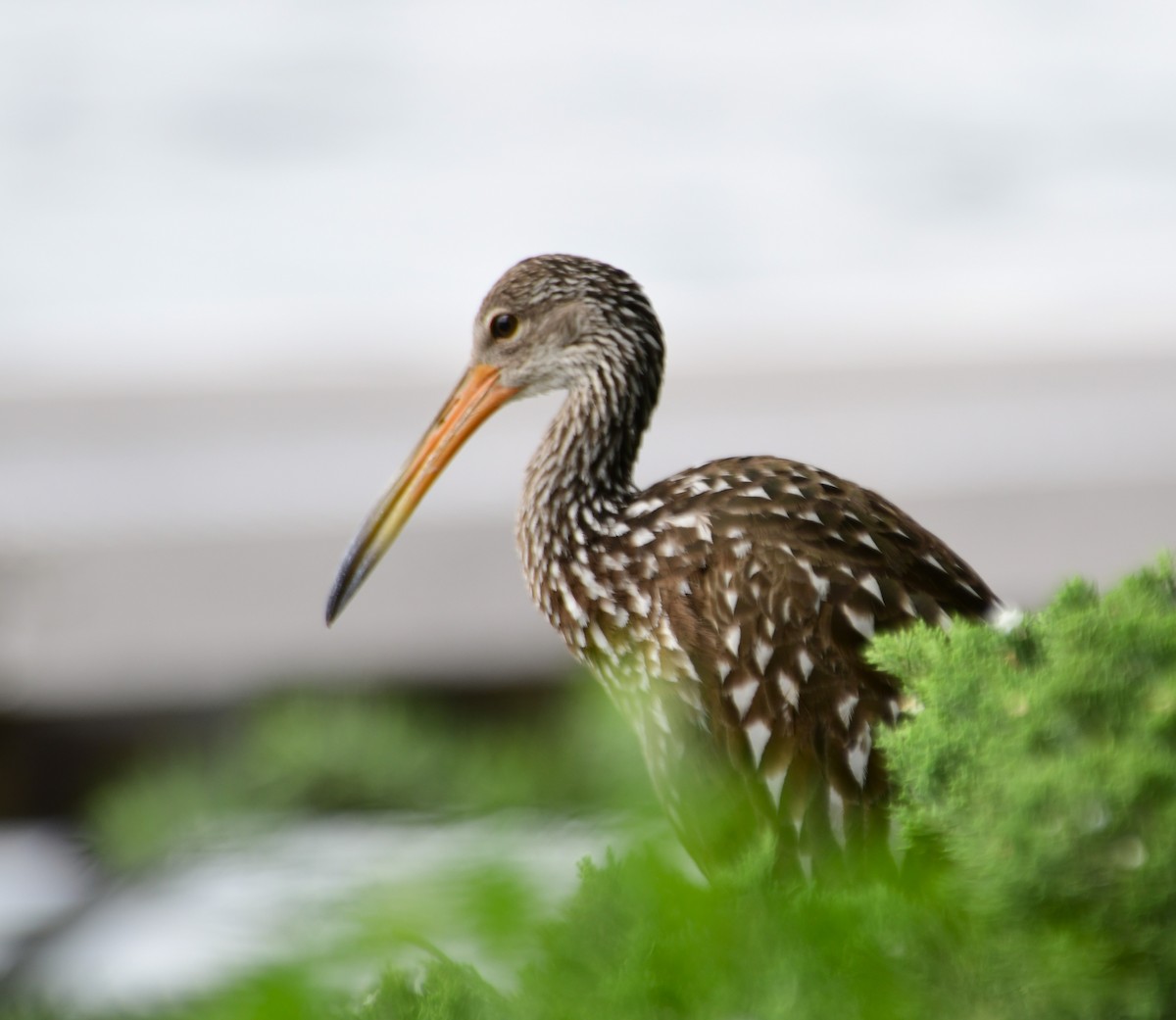 Limpkin (Speckled) - ML620592098