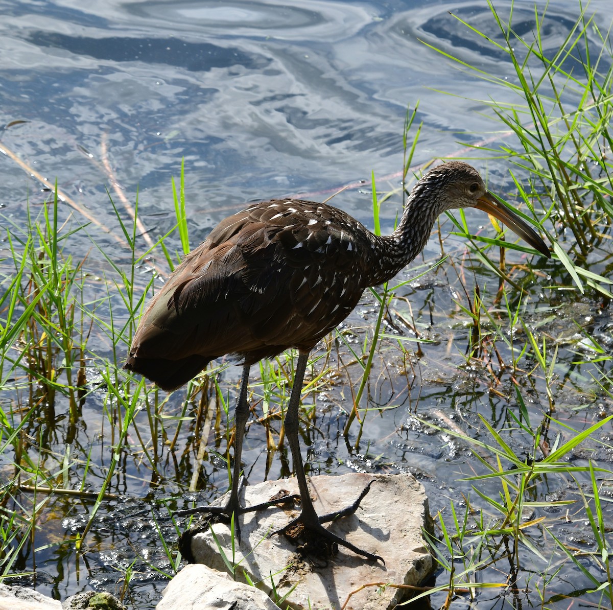 Limpkin (Speckled) - ML620592099