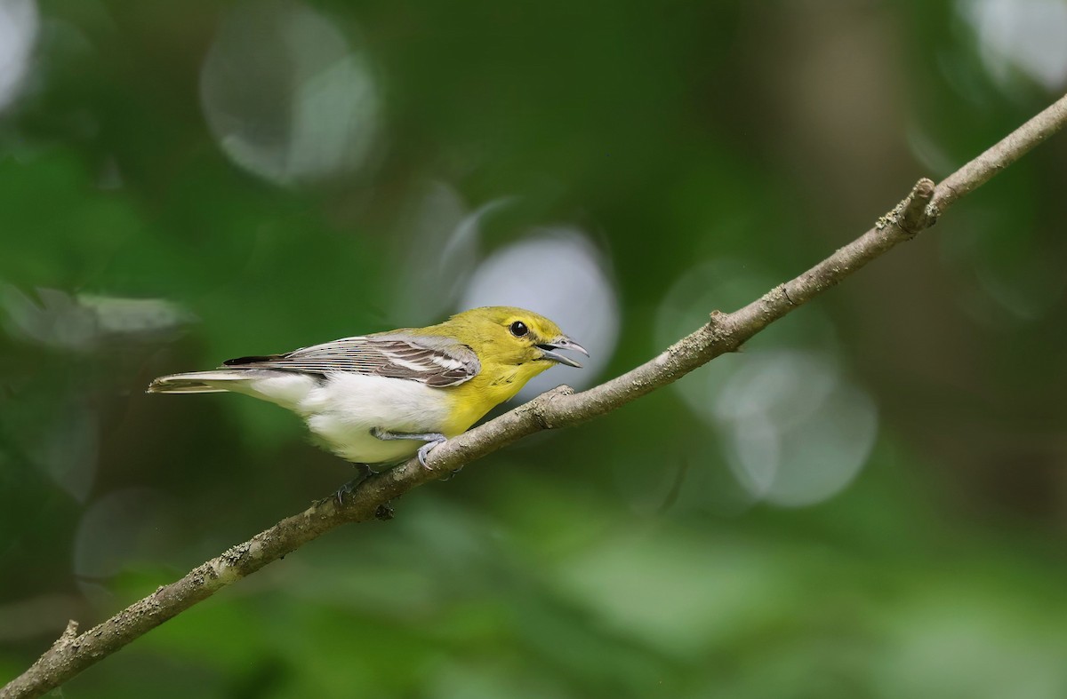 Yellow-throated Vireo - ML620592101