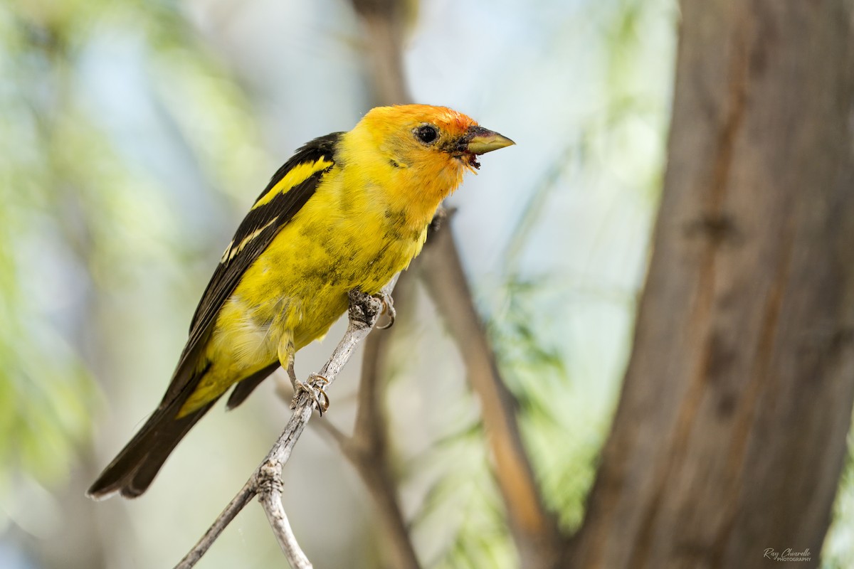 Western Tanager - ML620592106