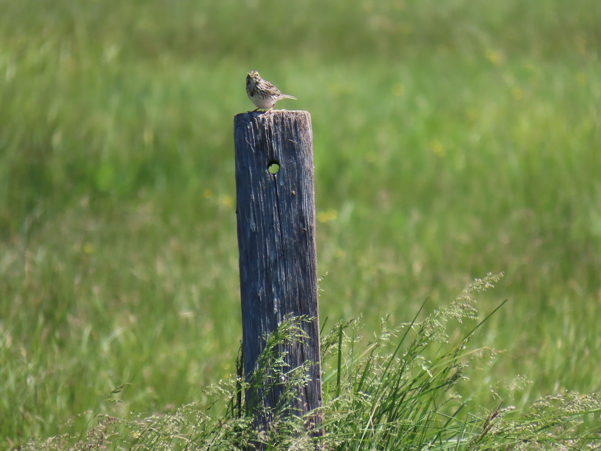 Savannah Sparrow - ML620592107