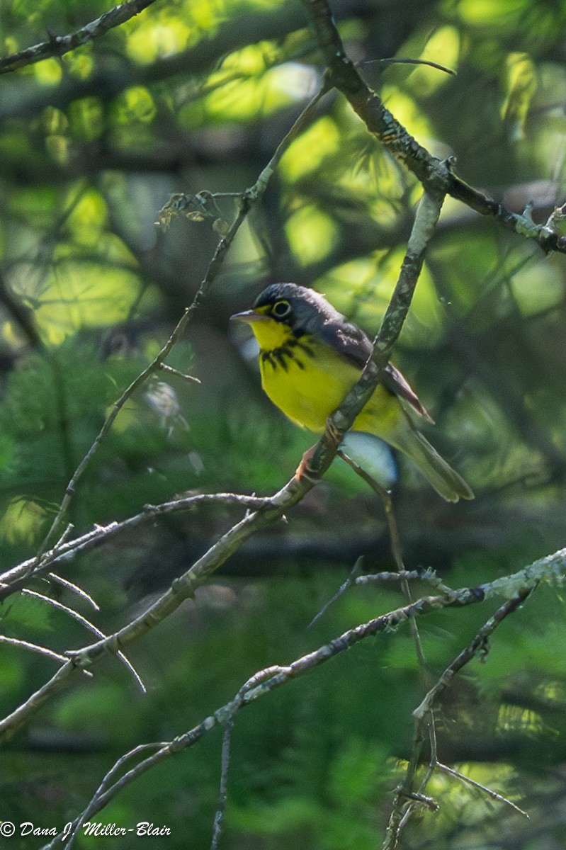 Canada Warbler - ML620592109