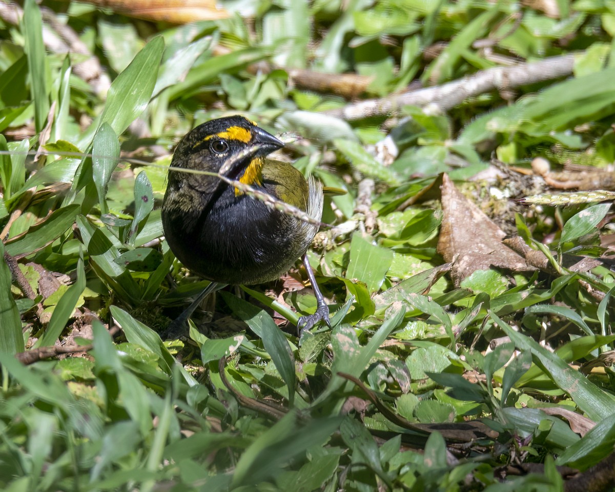 Yellow-faced Grassquit - ML620592110