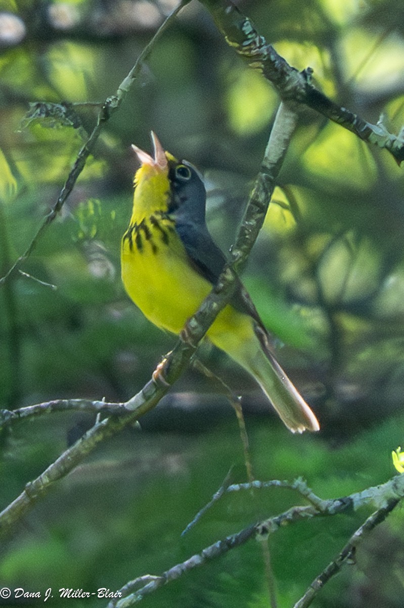 Canada Warbler - ML620592112