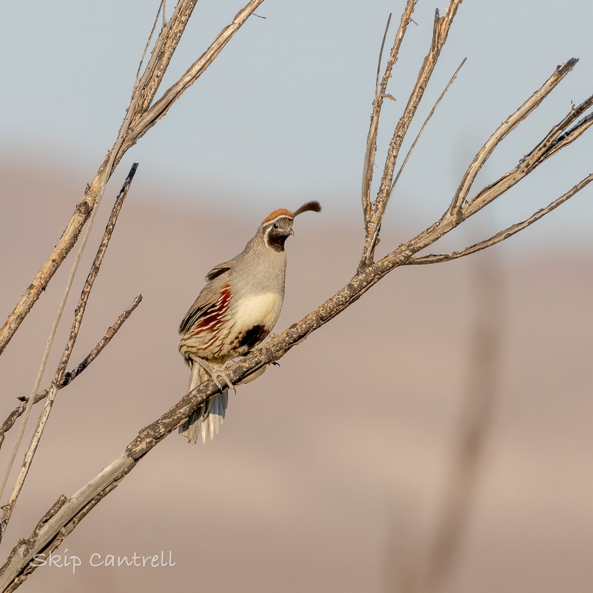 Gambel's Quail - ML620592113