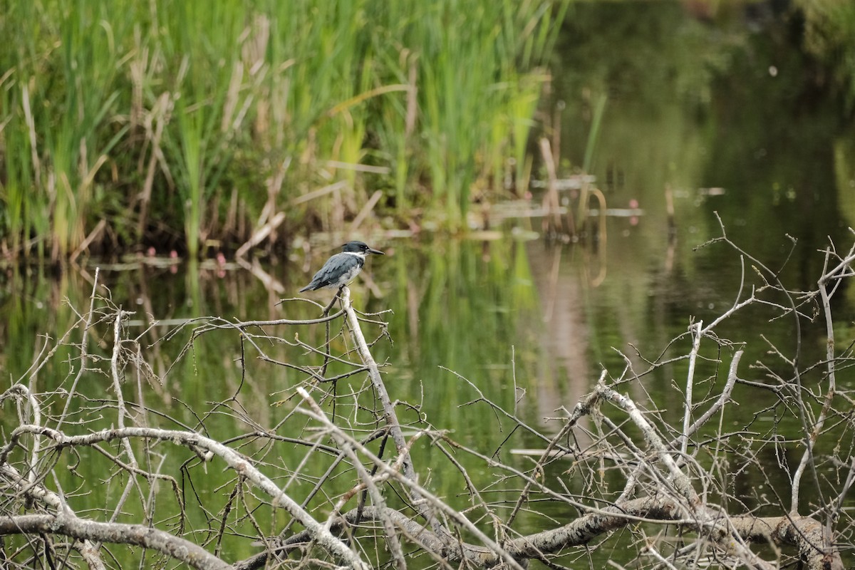 Belted Kingfisher - ML620592115