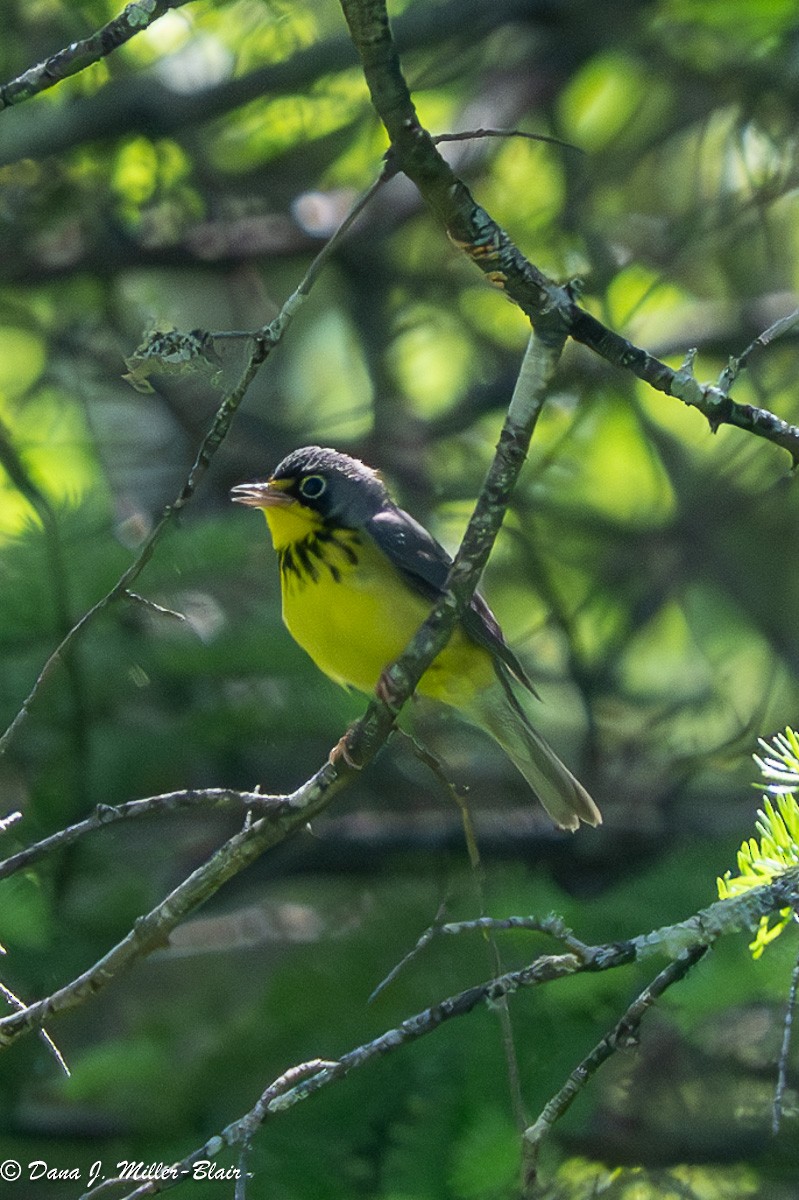 Canada Warbler - ML620592117