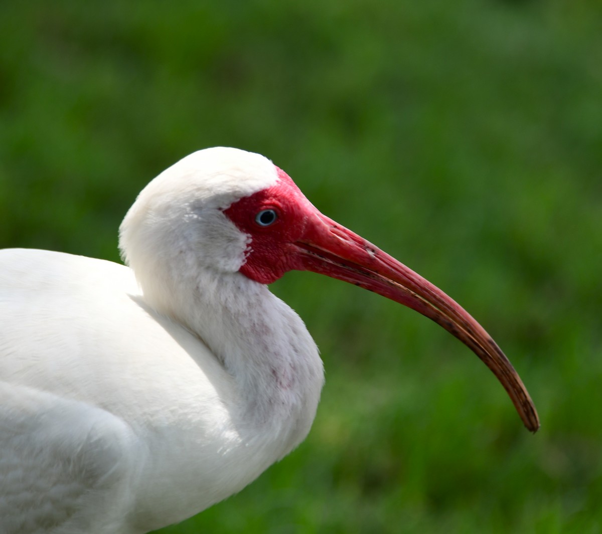 Ibis blanc - ML620592118