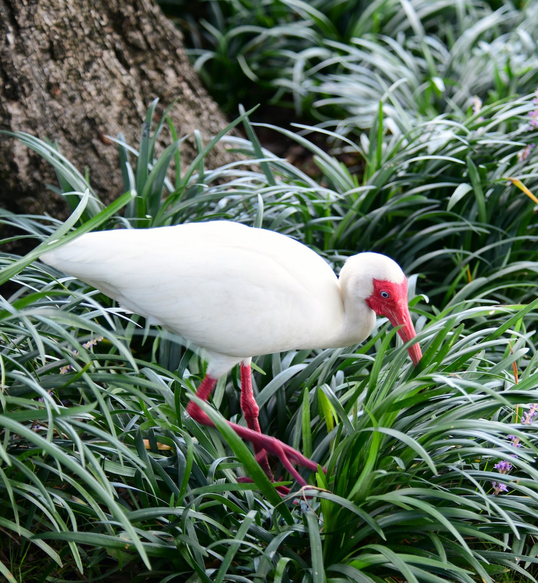 Ibis blanc - ML620592119